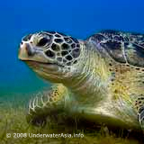 Turtle